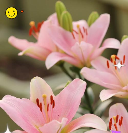 橘粉色的花寓意什么——探秘花卉色彩语言