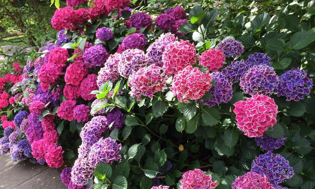 古代象征大夫的花—中国传统花卉文化探索