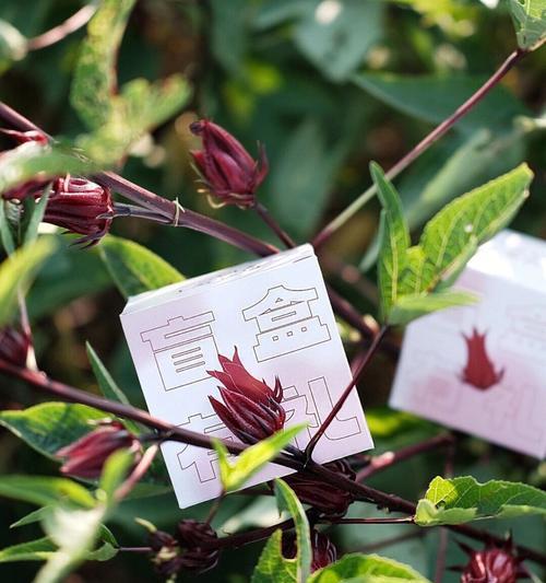 古代象征大夫的花—中国传统花卉文化探索