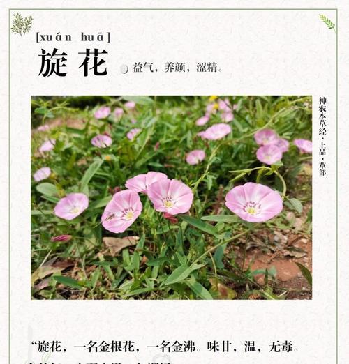 十朵旋转玫瑰花的寓意是什么