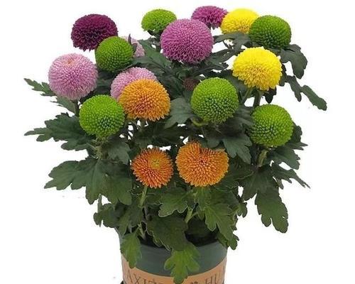 七彩球花：自然界的彩虹，寓意与象征深度解读