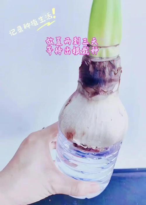 朱顶红根螨发生的原因是什么？