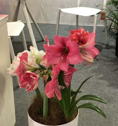 朱顶红根螨发生的原因是什么？