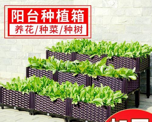 白娘子天竺葵的养殖方法有哪些？