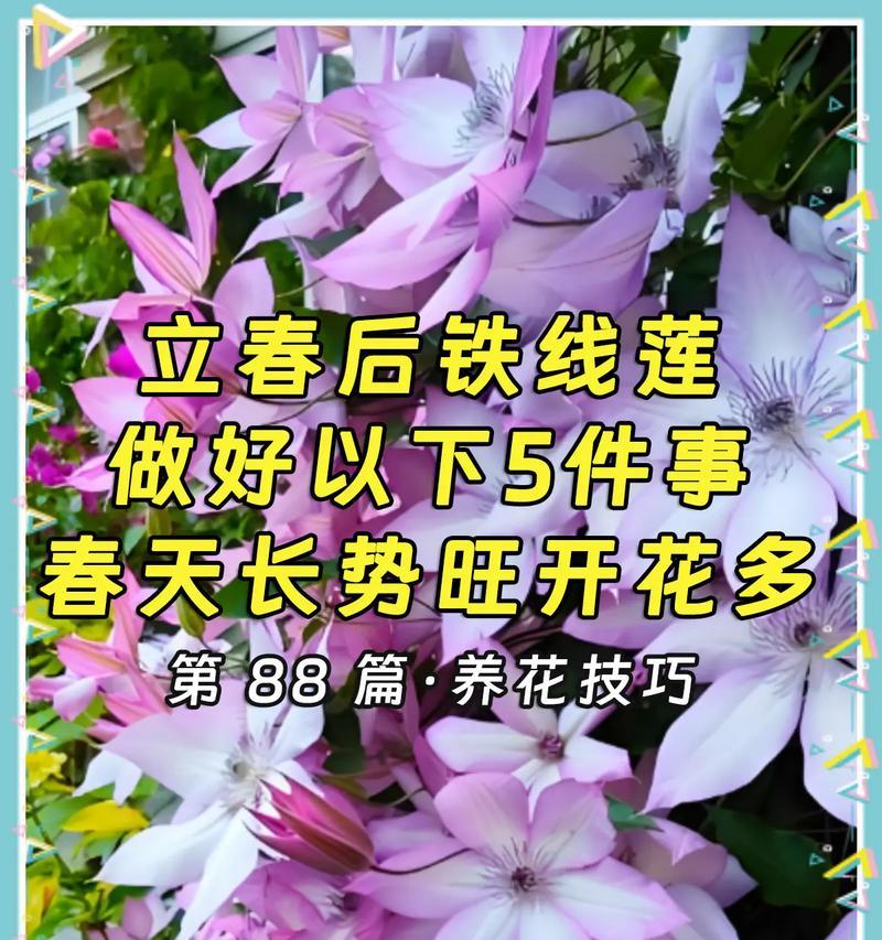 铁线莲春季发芽太多怎么处理？如何控制铁线莲春季发芽数量？