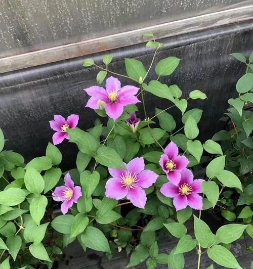 铁线莲春季发芽太多怎么处理？如何控制铁线莲春季发芽数量？