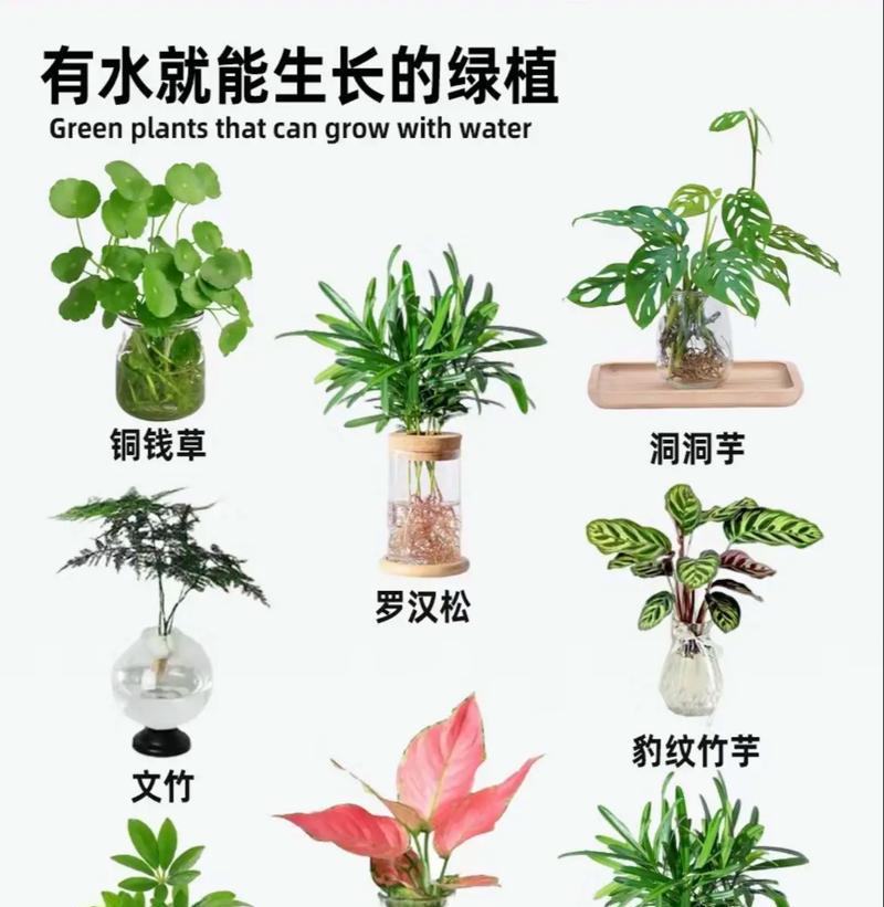 超大水生植物种类有哪些？哪些水生植物适合大型水族箱？