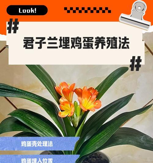 君子兰珍品苗的养殖技巧是什么？