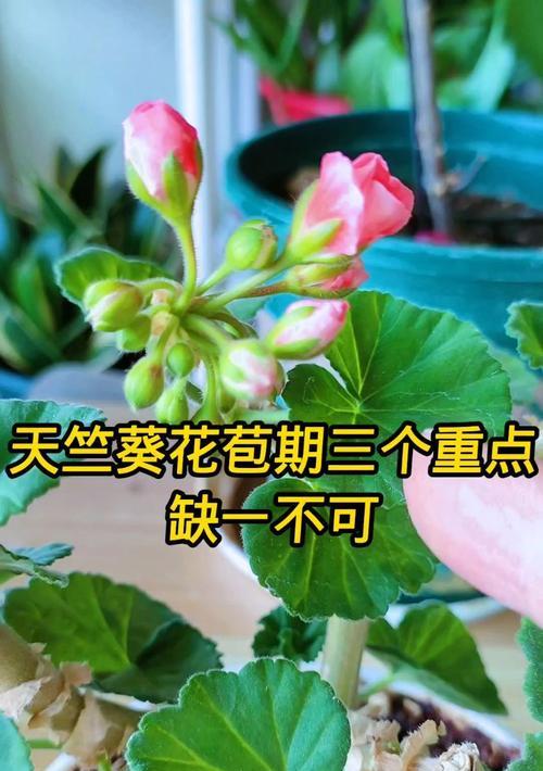 天竺葵枝条多的原因是什么？