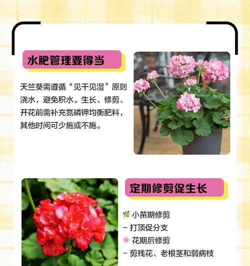 天竺葵枝条多的原因是什么？