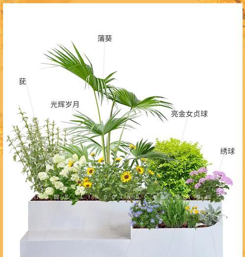 梧叶如何播种？播种过程中的关键步骤有哪些？