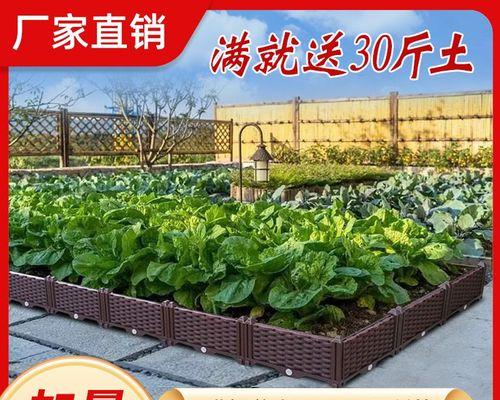 梧叶如何播种？播种过程中的关键步骤有哪些？