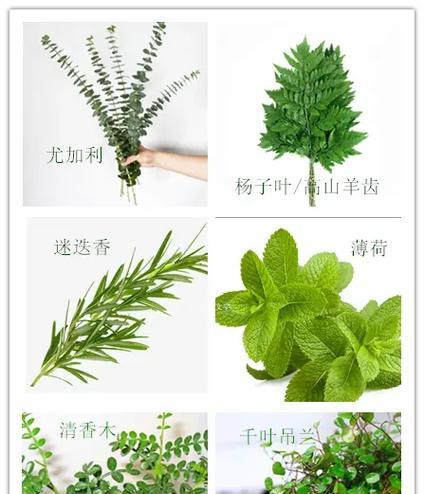 飞鸭兰作为球根植物的养护方法是什么？