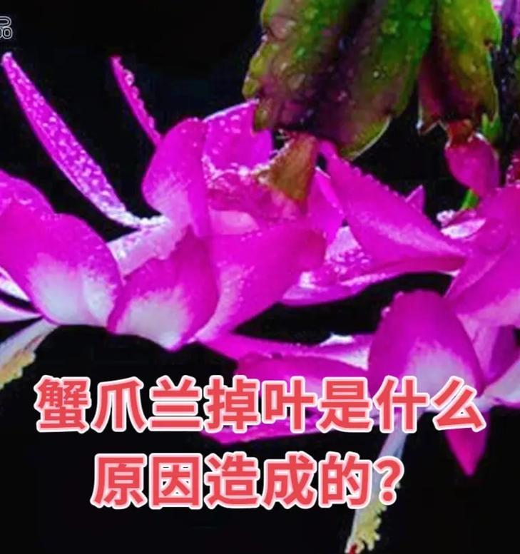 飞鸭兰作为球根植物的养护方法是什么？