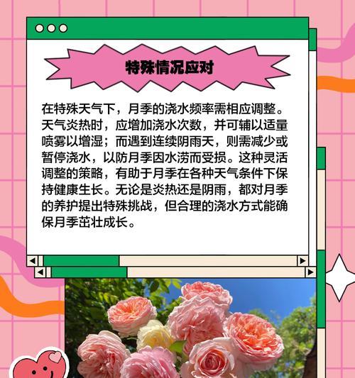 如何正确养护大桩浓香月季？