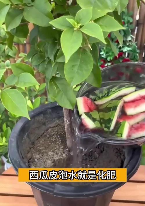 自制养花土肥料的方法有哪些？