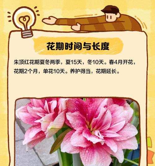 朱顶红光照时间表？如何正确给予朱顶红光照？