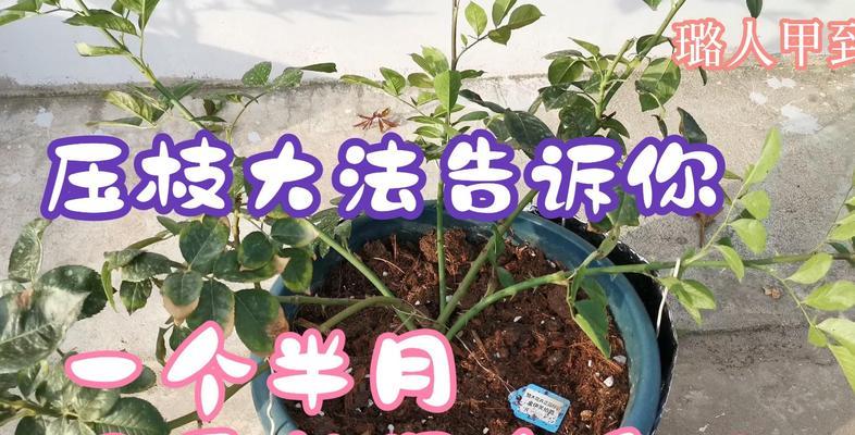 月季不压枝正常吗？如何处理？