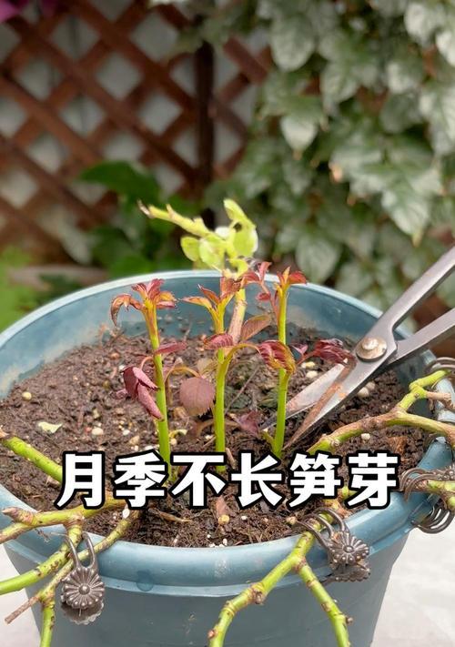 月季不压枝正常吗？如何处理？