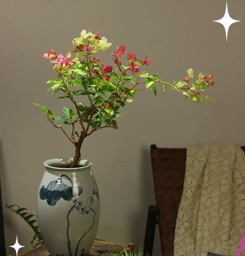 三角梅水培盆栽的养护技巧有哪些？