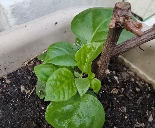木本植物发芽期的正确养护方法是什么？