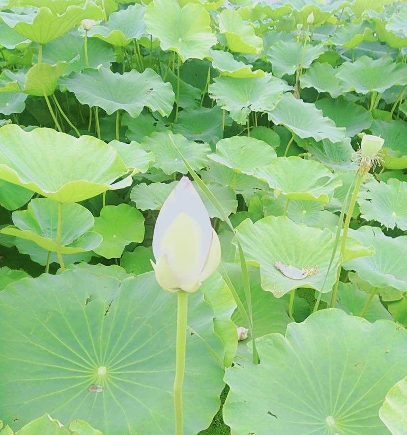 哪些水生植物适合使用化肥？化肥对水生植物的影响是什么？