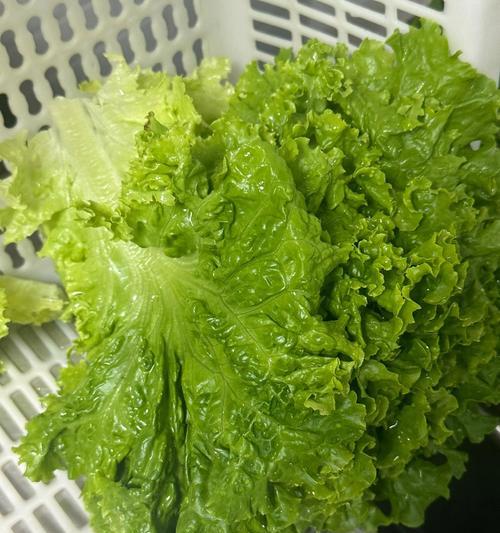 生菜如何正确浇水？给生菜浇水的正确方法有哪些？