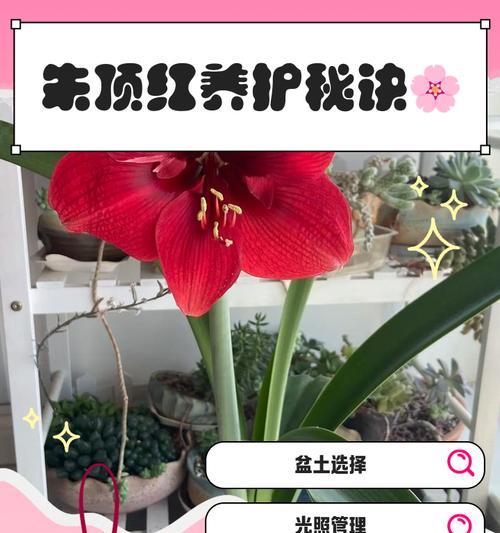 朱顶红分球的最佳时机是什么时候？