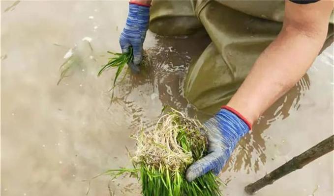水生植物养护需要哪些工具？
