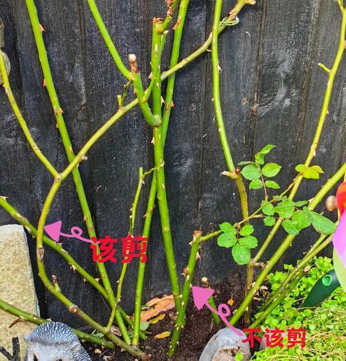 月季修剪后浇水的最佳方式是什么？