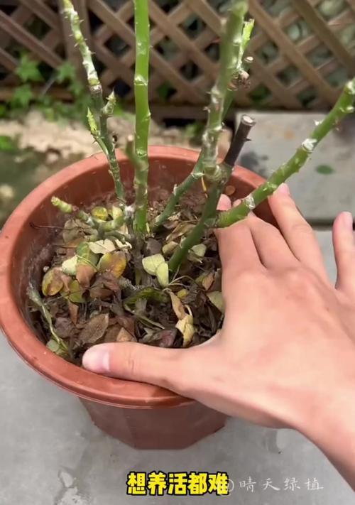 月季修剪后浇水的最佳方式是什么?