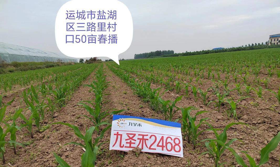 阜阳秋玉米播种的最佳时间？