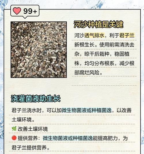君子兰根中心烂的处理方法是什么？如何预防？