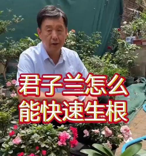 君子兰根中心烂的处理方法是什么？如何预防？