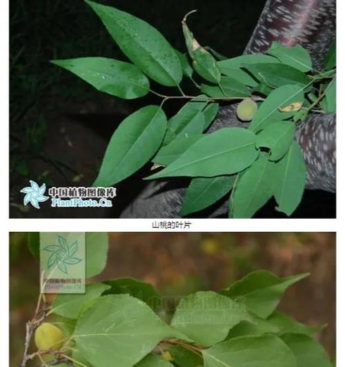 老鼠屎木本植物的养护方法是什么？如何正确养殖？