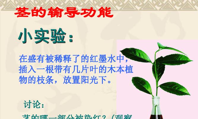 老鼠屎木本植物的养护方法是什么？如何正确养殖？