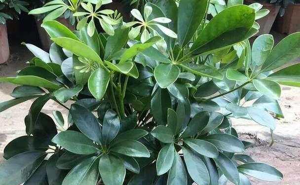 老鼠屎木本植物的养护方法是什么？如何正确养殖？