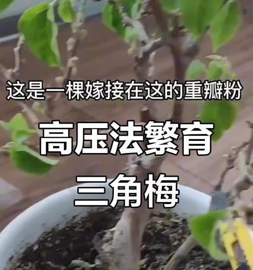 三角梅截枝条怎么截？需要哪些步骤和注意事项？