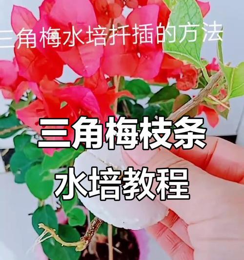三角梅截枝条怎么截？需要哪些步骤和注意事项？