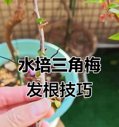 三角梅截枝条怎么截？需要哪些步骤和注意事项？