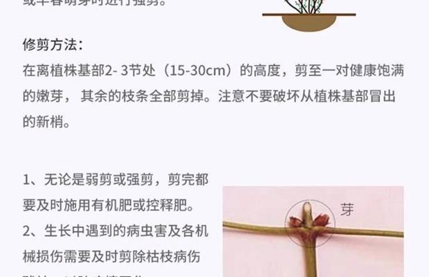 铁线莲怎么让它长高？有哪些促进生长的技巧？