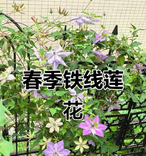 铁线莲怎么让它长高？有哪些促进生长的技巧？