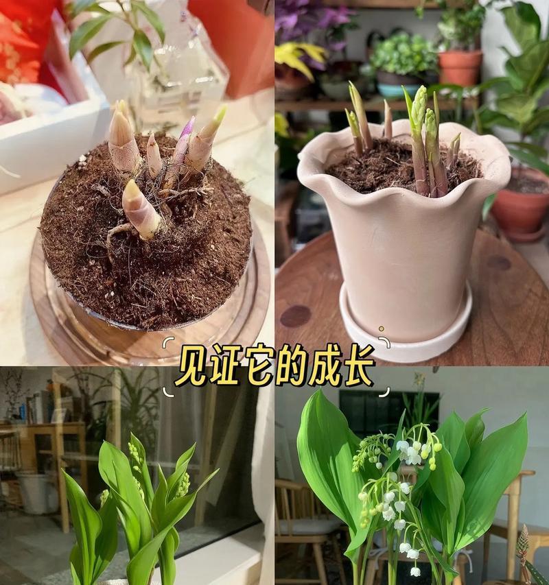 绿铃草什么时候播种？播种前需要准备什么？