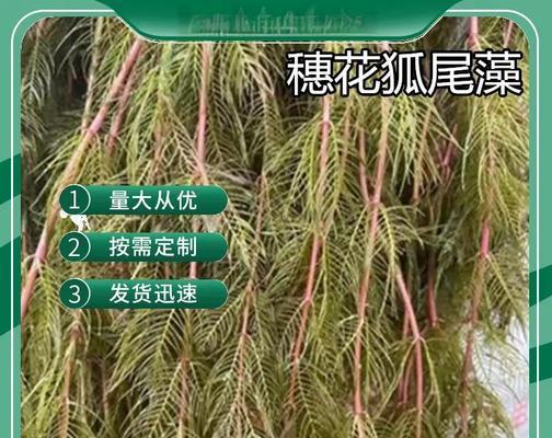 新化地区适合种植哪些水生植物？它们的特点是什么？