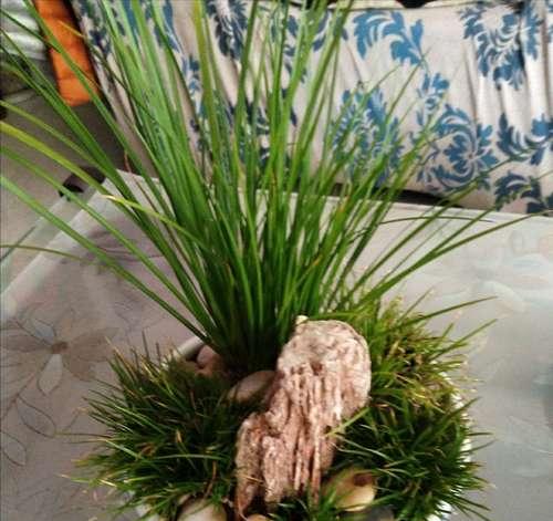 石菖蒲盆景怎么种植？种植石菖蒲盆景的步骤是什么？