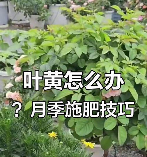 盆栽月季黄叶的解决方法是什么？