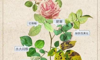 盆栽月季黄叶的解决方法是什么？