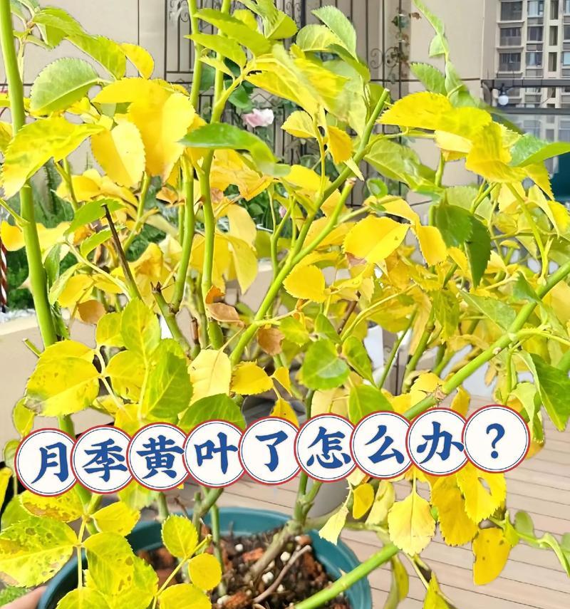 盆栽月季黄叶的解决方法是什么？