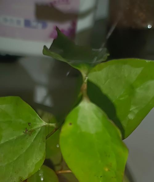 铁线莲新苗老叶子如何处理?解决方法是什么?