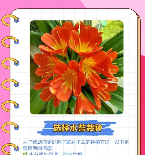 君子兰为何难以养活？